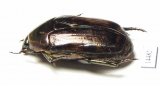 Poecilopharis sp.  Indonesia, Papua - INSECTS-STORE.RU