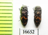 Acmaeoderella glasunovi  Tajikistan - INSECTS-STORE.RU