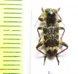 Cleridae sp.  Malaysia, Borneo - INSECTS-STORE.RU
