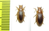 Carabidae sp.  Malawi - INSECTS-STORE.RU