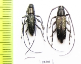 Colobothea naevigera  Peru - INSECTS-STORE.RU