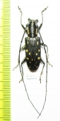 Epepeotes sp.  Laos - INSECTS-STORE.RU