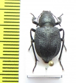 Diesia sexdentata sexdentata  Kazakhstan - INSECTS-STORE.RU