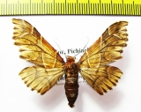 Geometridae sp.?  Ecuador - INSECTS-STORE.RU