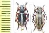 Dorcadion gallipolitanum, pair  Greece - INSECTS-STORE.RU