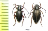 Dorcadion taborskyi, pair  Greece - INSECTS-STORE.RU