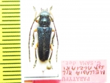 Phytoecia millefolii alziari, male  Cyprus  PARATYPUS - INSECTS-STORE.RU