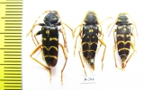 Plagionotus arcuatus  Russia, Kaluga reg. - INSECTS-STORE.RU