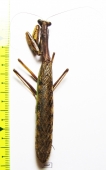 Mantodea sp.  Zanzibar isl. - INSECTS-STORE.RU