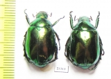 Rutelinae sp.  China, Sichuan prov. - INSECTS-STORE.RU