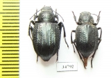 Diesia sexdentata sexdentata  Kazakhstan - INSECTS-STORE.RU