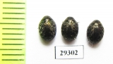 Cytilus sericeus  Russia, Tver reg. - INSECTS-STORE.RU