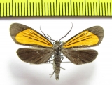 Erebidae sp.  Bolivia - INSECTS-STORE.RU