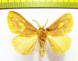 Erebidae sp.?  Nepal - INSECTS-STORE.RU