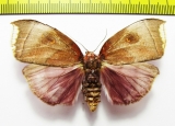 Noctuidae sp.  French Guiana - INSECTS-STORE.RU
