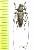 Colobothea naevigera  Peru - INSECTS-STORE.RU