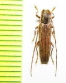 Neohebestola petrosa  Chile - INSECTS-STORE.RU