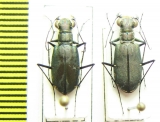 Calomera funerea, pair  Vietnam - INSECTS-STORE.RU