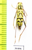Xylotrechus diversesignatus  China - INSECTS-STORE.RU