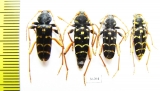 Plagionotus arcuatus  Russia, Kaluga reg. - INSECTS-STORE.RU