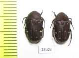 Gametis sp.  China, Guangxi prov. - INSECTS-STORE.RU