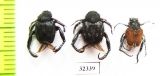 Hopliini sp.  South Africa Rep. - INSECTS-STORE.RU