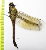 Odonata sp.  Russia, Daghestan reg. - INSECTS-STORE.RU