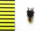 Gnathoncus rotundatus  Belorussia - INSECTS-STORE.RU