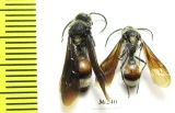 Mutillidae sp.  Russia, Astrakhan reg. - INSECTS-STORE.RU