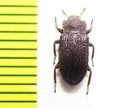 Tenebrionidae sp.  Malaysia, Borneo - INSECTS-STORE.RU