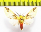 Erebidae sp.  Ecuador - INSECTS-STORE.RU