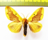 Erebidae sp.?  Nepal - INSECTS-STORE.RU