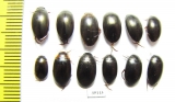Dytiscidae sp.  Russia, Tver reg. - INSECTS-STORE.RU