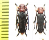 Phytoecia puncticollis  Turkey - INSECTS-STORE.RU