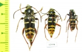 Plagionotus detritus  Russia, Kaluga reg. - INSECTS-STORE.RU