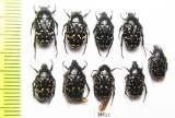 Oxythyrea cinctella  Tajikistan - INSECTS-STORE.RU