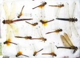 Odonata sp.  Russia, Tver reg. - INSECTS-STORE.RU