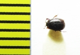 Gnathoncus rotundatus  Belorussia - INSECTS-STORE.RU