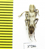 Cerambycidae sp.  South Africa Rep. - INSECTS-STORE.RU