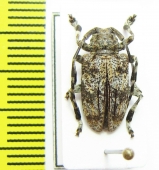 Cerambycidae sp.  Malawi - INSECTS-STORE.RU