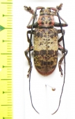 Ceroplesis hecate  Gabon - INSECTS-STORE.RU
