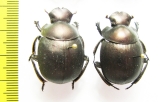 Anachalcos sp.  South Africa Rep. - INSECTS-STORE.RU