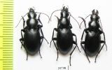 Pseudotaphoxenus sp.  Tajikistan - INSECTS-STORE.RU