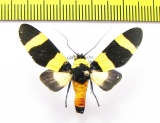 Erebidae sp.  Ecuador - INSECTS-STORE.RU