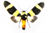 Erebidae - INSECTS-STORE.RU
