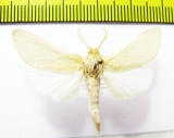 Noctuidae sp.  Iran, Hormozgan prov. - INSECTS-STORE.RU