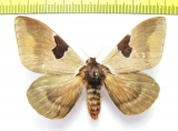 Saturniidae sp.  Ecuador - INSECTS-STORE.RU