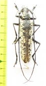 Disteniazteca pilati  Costa Rica - INSECTS-STORE.RU