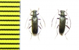Grammoptera gracilis  Russia, Far East - INSECTS-STORE.RU