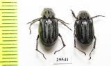 Melolonthinae sp.  Panama - INSECTS-STORE.RU
